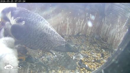 PA Peregrine Falcon Cam Live Webcam - May 25, 2026, 6:54am EDT