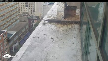 PA Peregrine Falcon Cam Live Webcam - Sep 20, 2026, 9:54am EDT