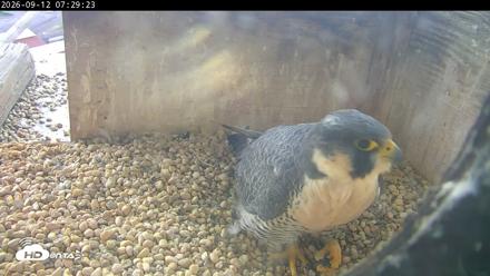 PA Peregrine Falcon Cam Live Webcam - Sep 12, 2026, 7:24am EDT