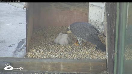 PA Peregrine Falcon Cam Live Webcam - May 3, 2026, 7:06pm EDT