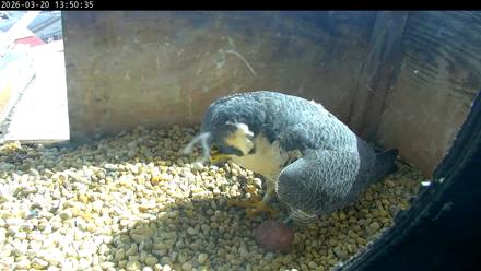 PA Peregrine Falcon Cam Live Webcam - Mar 20, 2026, 1:42pm EDT