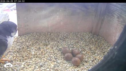 PA Peregrine Falcon Cam Live Webcam - Apr 29, 2026, 7:17am EDT