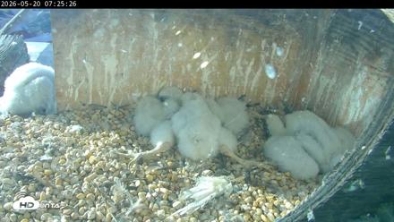 PA Peregrine Falcon Cam Live Webcam - May 20, 2026, 7:18am EDT