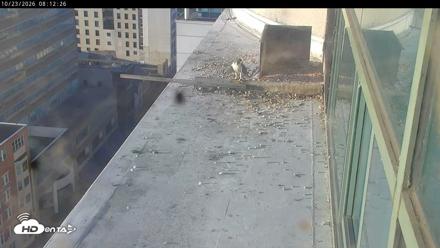 PA Peregrine Falcon Cam Live Webcam - Oct 23, 2026, 8:10am EDT
