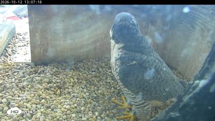 PA Peregrine Falcon Cam Live Webcam - Oct 12, 2026, 1:03pm EDT