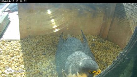 PA Peregrine Falcon Cam Live Webcam - Apr 16, 2026, 10:10am EDT