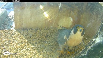 PA Peregrine Falcon Cam Live Webcam - Sep 1, 2026, 8:29am EDT