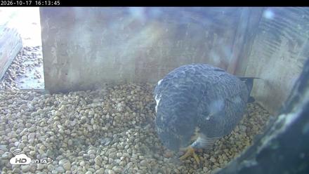 PA Peregrine Falcon Cam Live Webcam - Oct 17, 2026, 4:10pm EDT