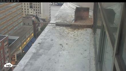 PA Peregrine Falcon Cam Live Webcam - Sep 5, 2026, 6:37am EDT