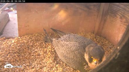 PA Peregrine Falcon Cam Live Webcam - Apr 28, 2026, 5:59am EDT