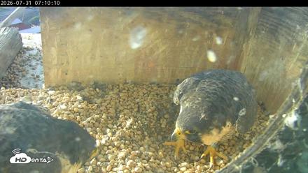 PA Peregrine Falcon Cam Live Webcam - Jul 31, 2026, 7:03am EDT