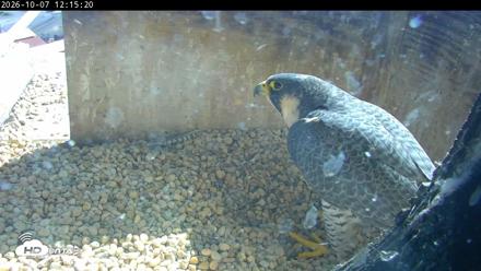 PA Peregrine Falcon Cam Live Webcam - Oct 7, 2026, 12:11pm EDT