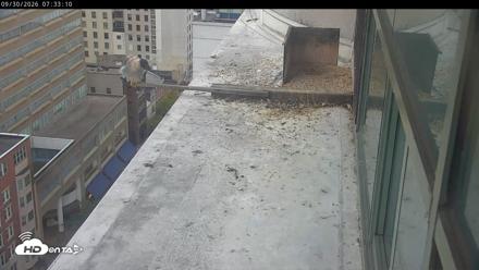 PA Peregrine Falcon Cam Live Webcam - Sep 30, 2026, 7:30am EDT