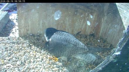 PA Peregrine Falcon Cam Live Webcam - Jun 16, 2026, 8:52am EDT