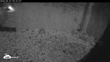 PA Peregrine Falcon Cam Live Webcam - Jun 27, 2026, 12:29am EDT