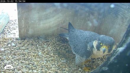 PA Peregrine Falcon Cam Live Webcam - Oct 2, 2026, 3:50pm EDT