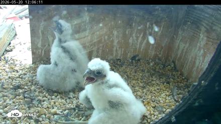 PA Peregrine Falcon Cam Live Webcam - May 20, 2026, 12:01pm EDT