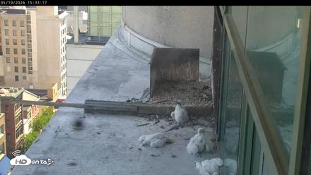 PA Peregrine Falcon Cam Live Webcam - May 19, 2026, 3:27pm EDT