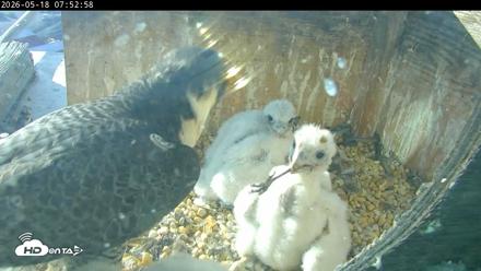 PA Peregrine Falcon Cam Live Webcam - May 18, 2026, 7:46am EDT