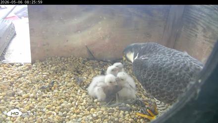 PA Peregrine Falcon Cam Live Webcam - May 6, 2026, 8:18am EDT