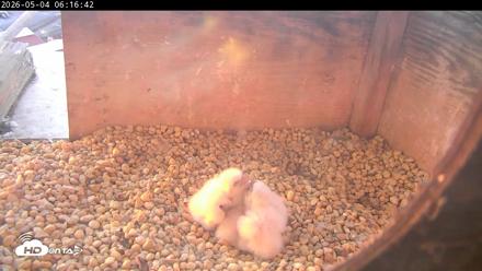 PA Peregrine Falcon Cam Live Webcam - May 4, 2026, 6:09am EDT