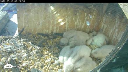 PA Peregrine Falcon Cam Live Webcam - May 16, 2026, 8:15am EDT