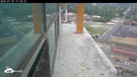 PA Peregrine Falcon Cam Live Webcam - Jul 30, 2026, 5:40pm EDT