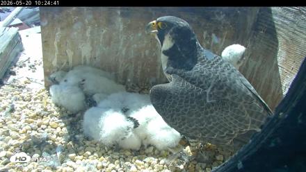PA Peregrine Falcon Cam Live Webcam - May 20, 2026, 10:17am EDT