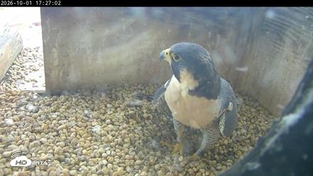 PA Peregrine Falcon Cam Live Webcam - Oct 1, 2026, 5:22pm EDT