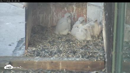 PA Peregrine Falcon Cam Live Webcam - May 17, 2026, 5:42am EDT