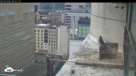 PA Peregrine Falcon Cam Live Webcam - Jun 26, 2026, 8:56am EDT