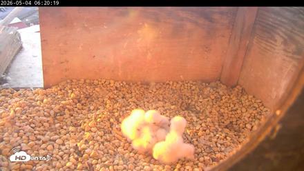 PA Peregrine Falcon Cam Live Webcam - May 4, 2026, 6:12am EDT