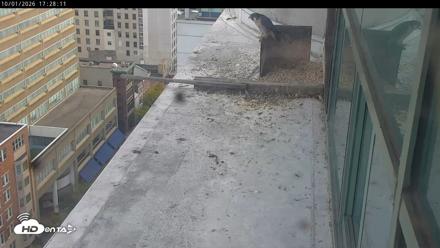 PA Peregrine Falcon Cam Live Webcam - Oct 1, 2026, 5:25pm EDT