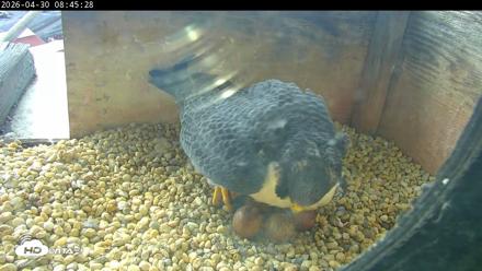 PA Peregrine Falcon Cam Live Webcam - Apr 30, 2026, 8:37am EDT