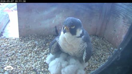 PA Peregrine Falcon Cam Live Webcam - May 7, 2026, 8:04pm EDT