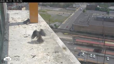 PA Peregrine Falcon Cam Live Webcam - Jun 11, 2026, 10:48am EDT