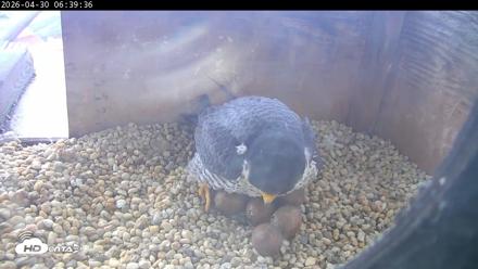 PA Peregrine Falcon Cam Live Webcam - Apr 30, 2026, 6:32am EDT