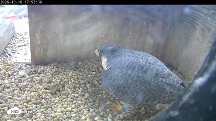 PA Peregrine Falcon Cam Live Webcam - Oct 10, 2026, 5:49pm EDT