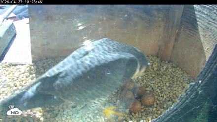PA Peregrine Falcon Cam Live Webcam - Apr 27, 2026, 10:17am EDT