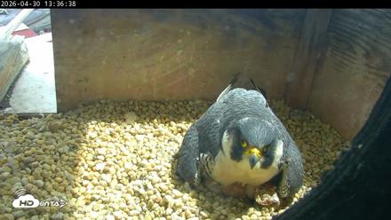 PA Peregrine Falcon Cam Live Webcam - Apr 30, 2026, 1:28pm EDT