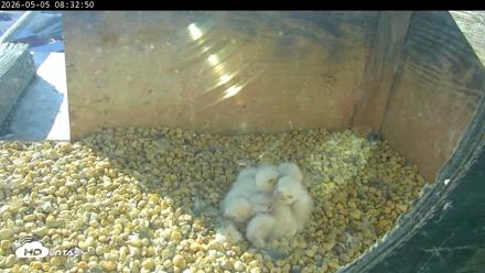 PA Peregrine Falcon Cam Live Webcam - May 5, 2026, 8:25am EDT