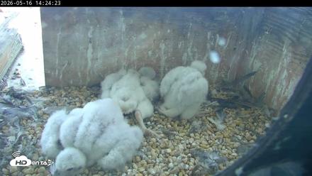 PA Peregrine Falcon Cam Live Webcam - May 16, 2026, 2:17pm EDT
