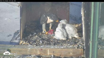 PA Peregrine Falcon Cam Live Webcam - May 15, 2026, 6:56am EDT