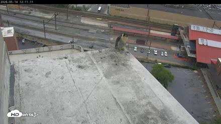 PA Peregrine Falcon Cam Live Webcam - May 14, 2026, 11:59am EDT