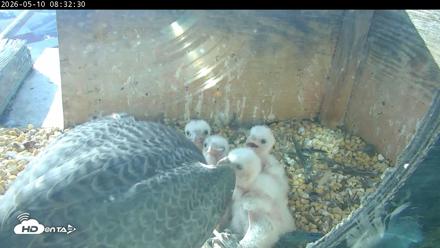 PA Peregrine Falcon Cam Live Webcam - May 10, 2026, 8:26am EDT
