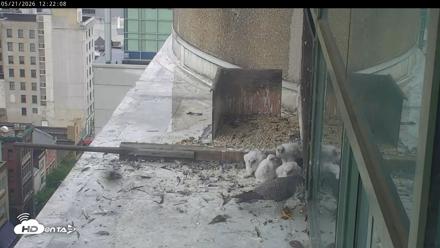 PA Peregrine Falcon Cam Live Webcam - May 21, 2026, 12:15pm EDT