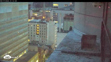 PA Peregrine Falcon Cam Live Webcam - Jun 17, 2026, 9:07pm EDT