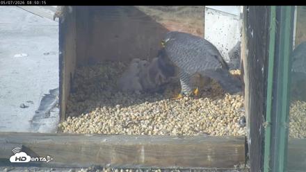 PA Peregrine Falcon Cam Live Webcam - May 7, 2026, 8:43am EDT