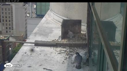 PA Peregrine Falcon Cam Live Webcam - May 20, 2026, 11:41am EDT
