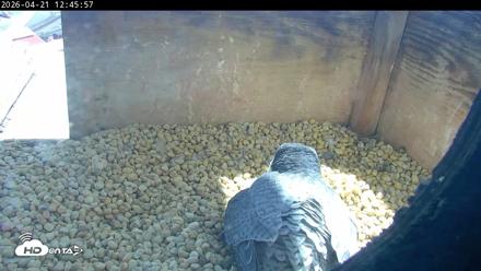PA Peregrine Falcon Cam Live Webcam - Apr 21, 2026, 12:38pm EDT